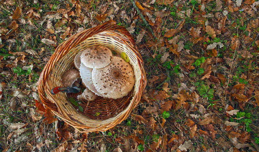 Grevena mushrooms 